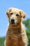 GOLDEN RETRIEVER 1142